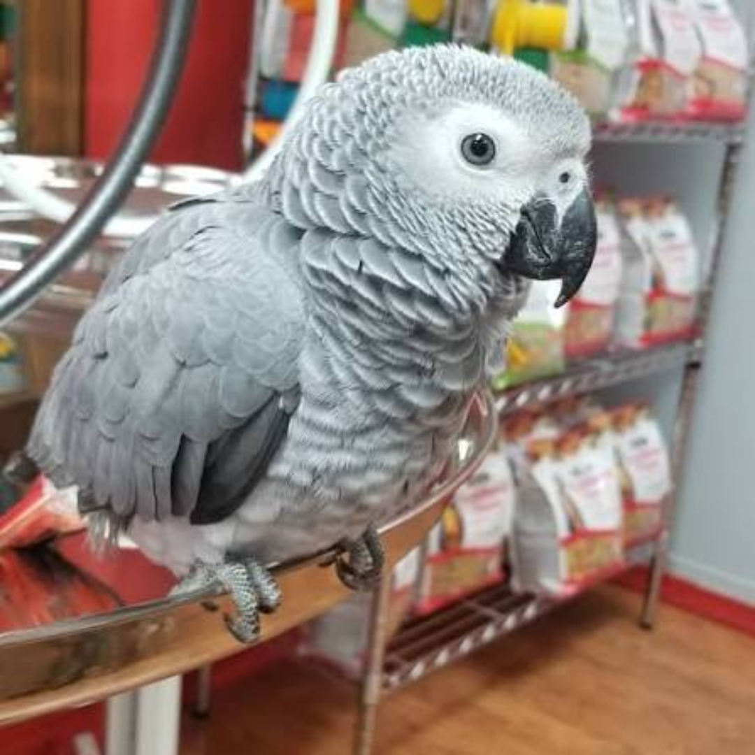 AFRICAN GREY PARROT