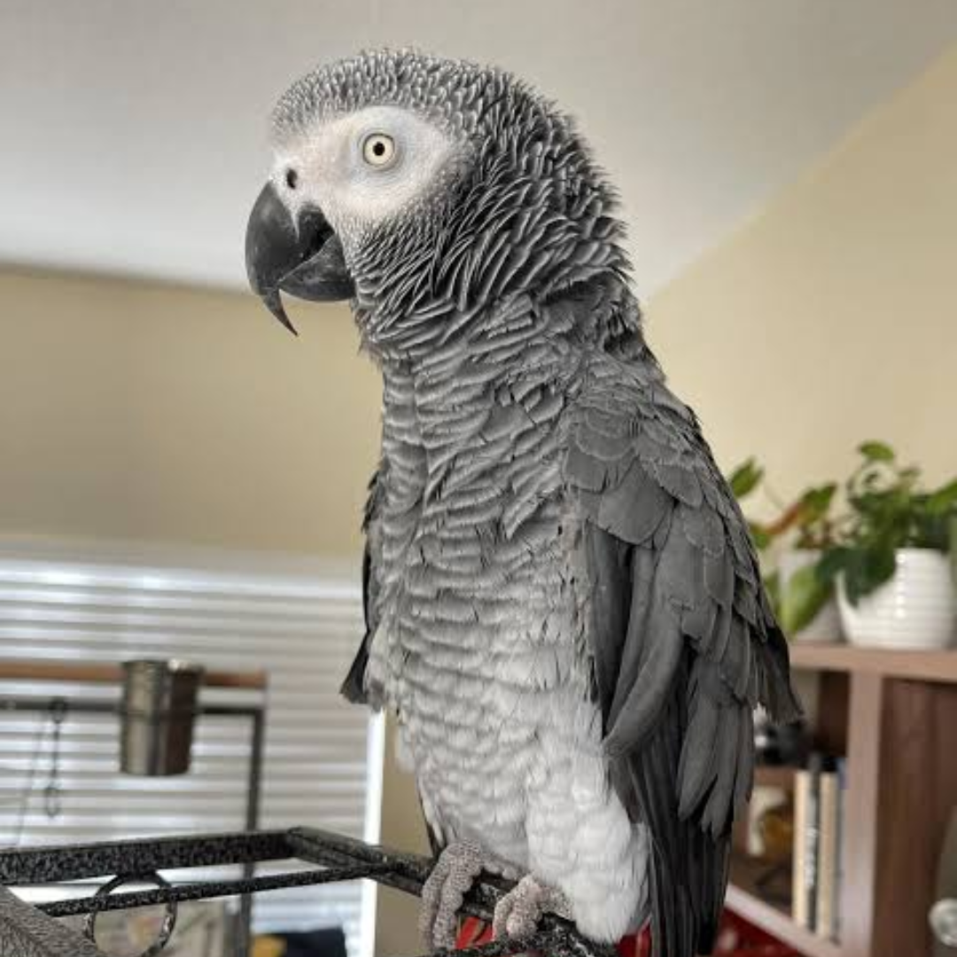 AFRICAN GREY PARROT - Image 3