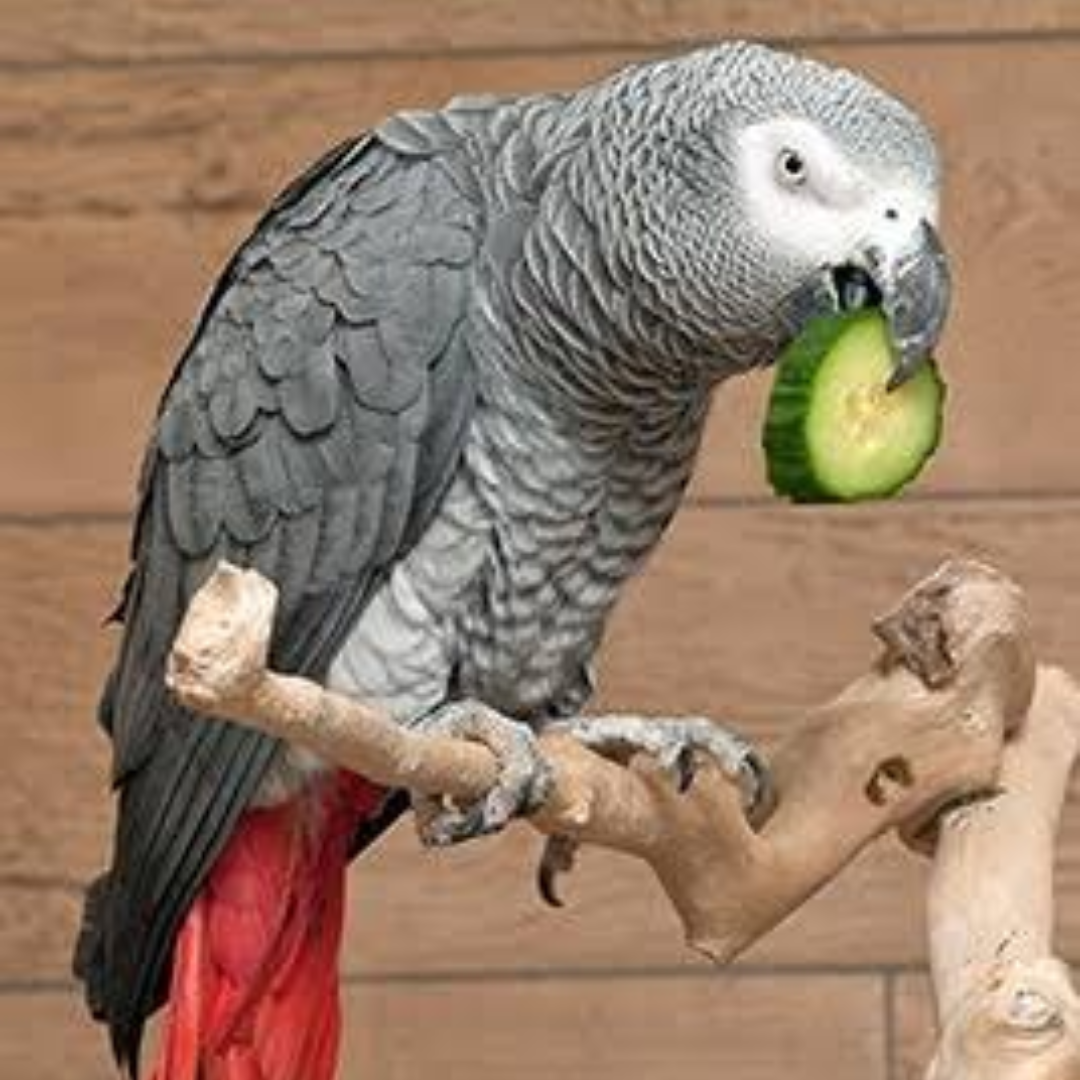 AFRICAN GREY PARROT - Image 2