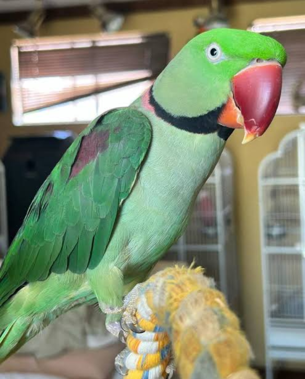 ALEXANDRINE PARAKEET