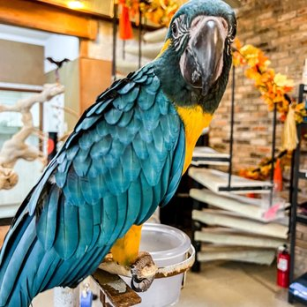 BLUE AND GOLD MACAW