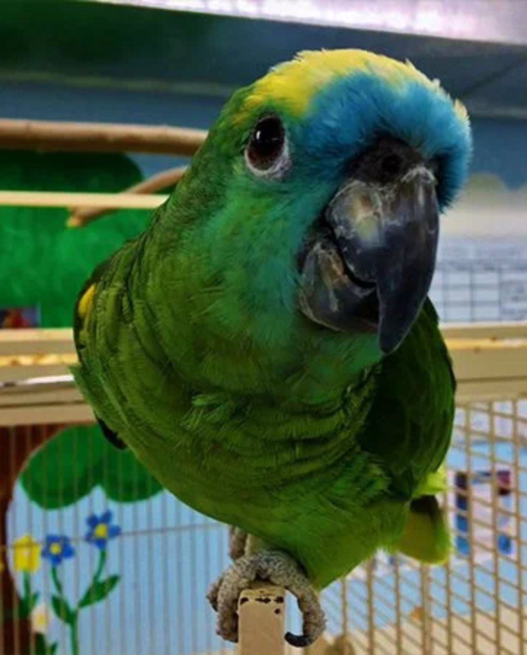 BLUE FRONTED AMAZON PARROT