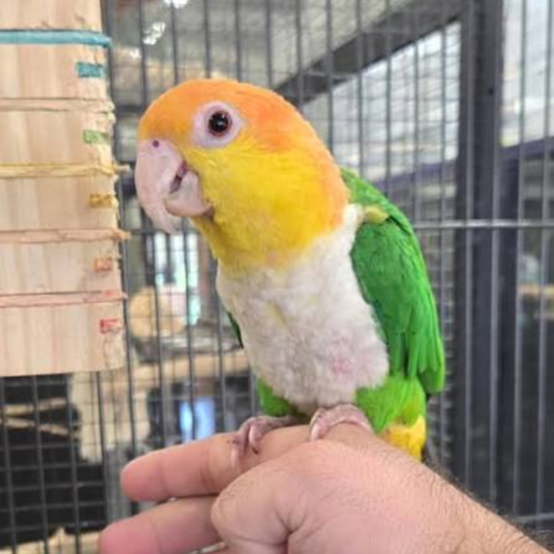 CAIQUE PARROT