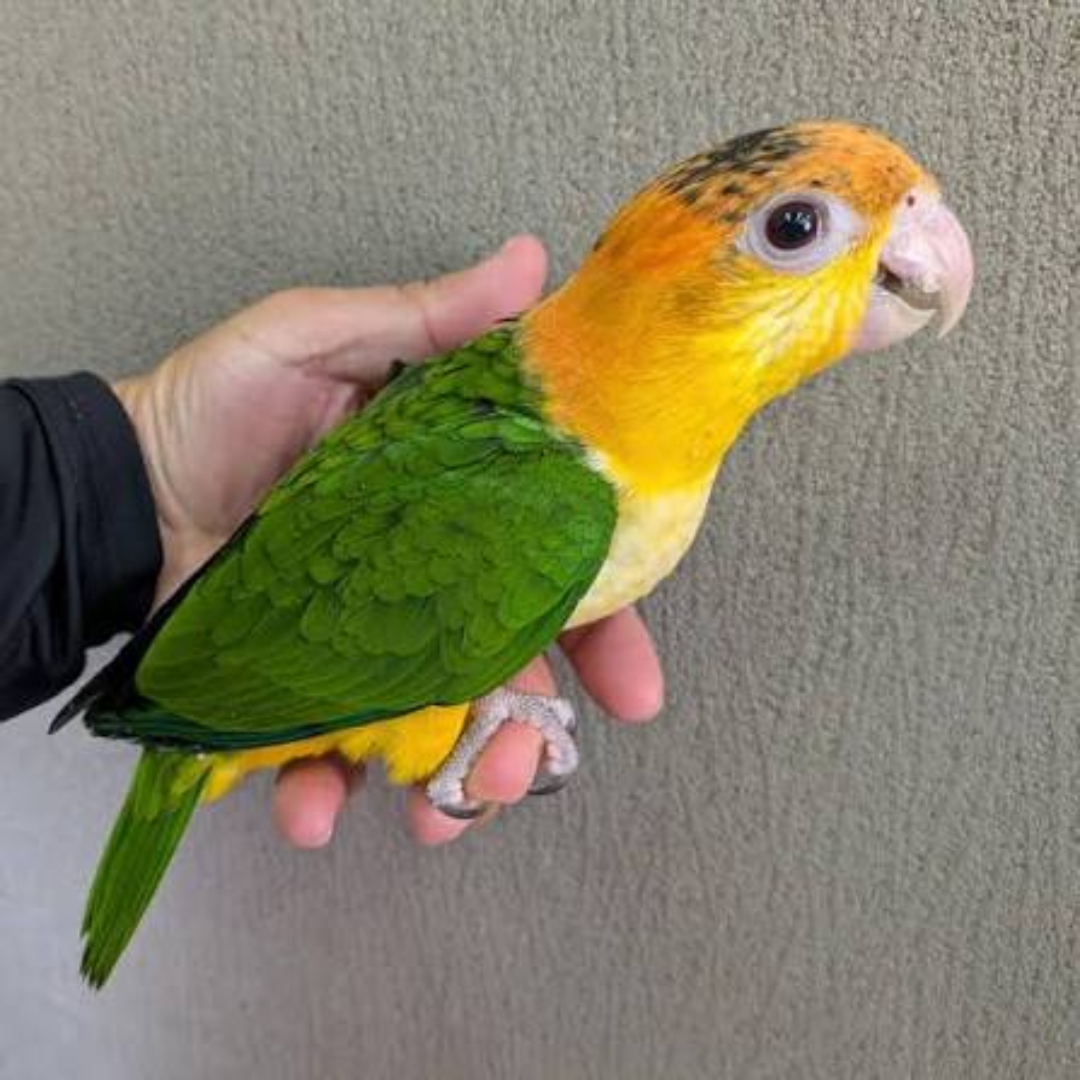 CAIQUE PARROT - Image 4
