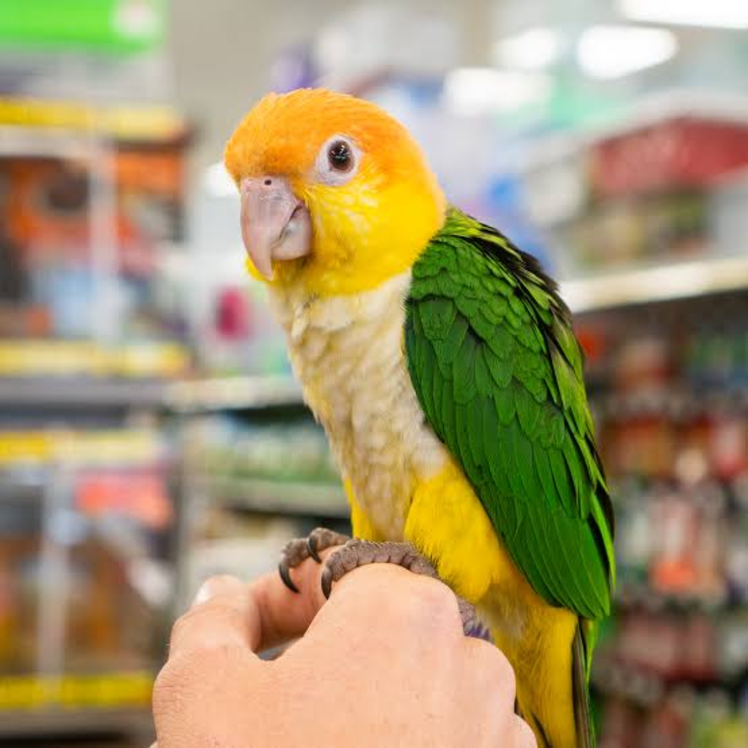 CAIQUE PARROT - Image 3