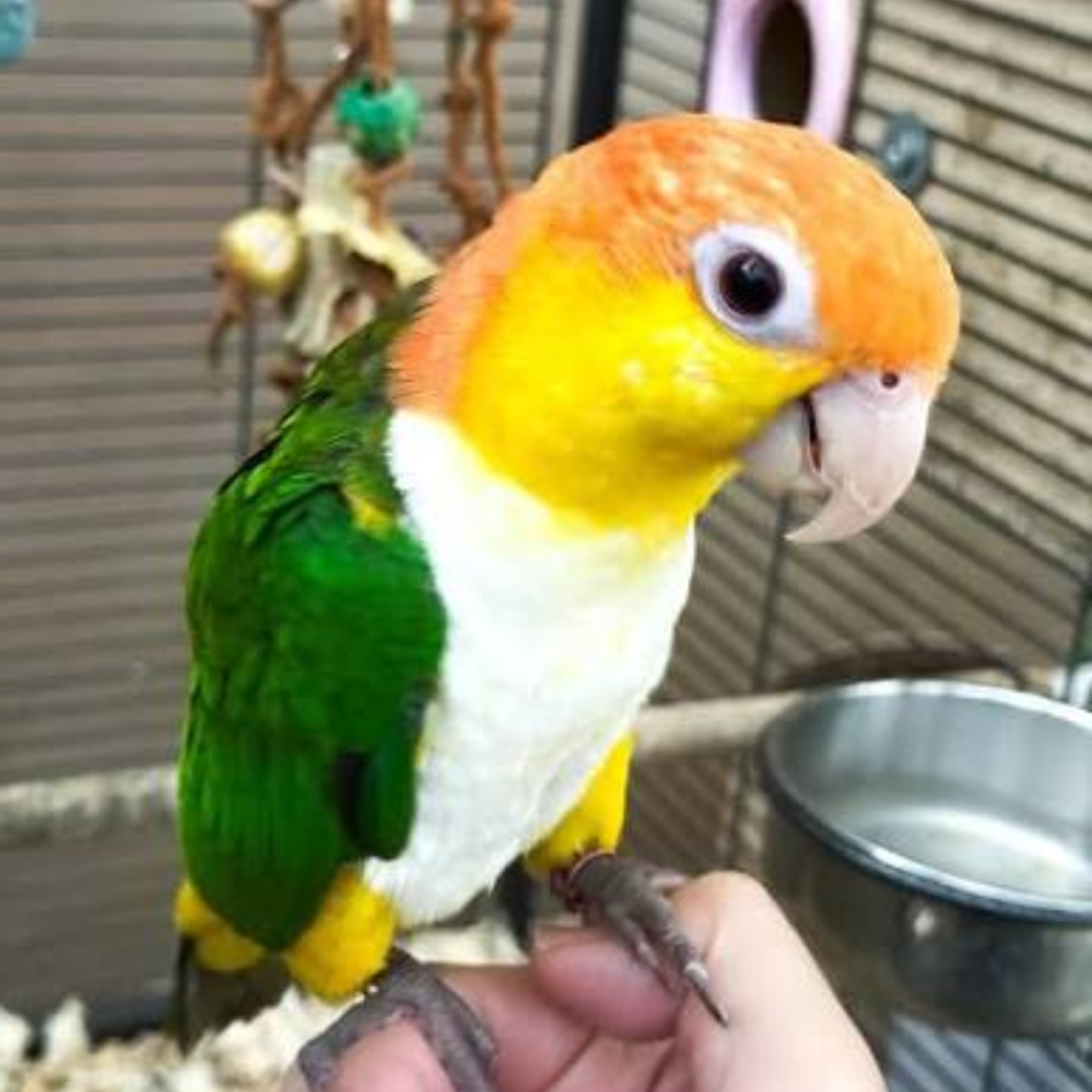 CAIQUE PARROT - Image 2