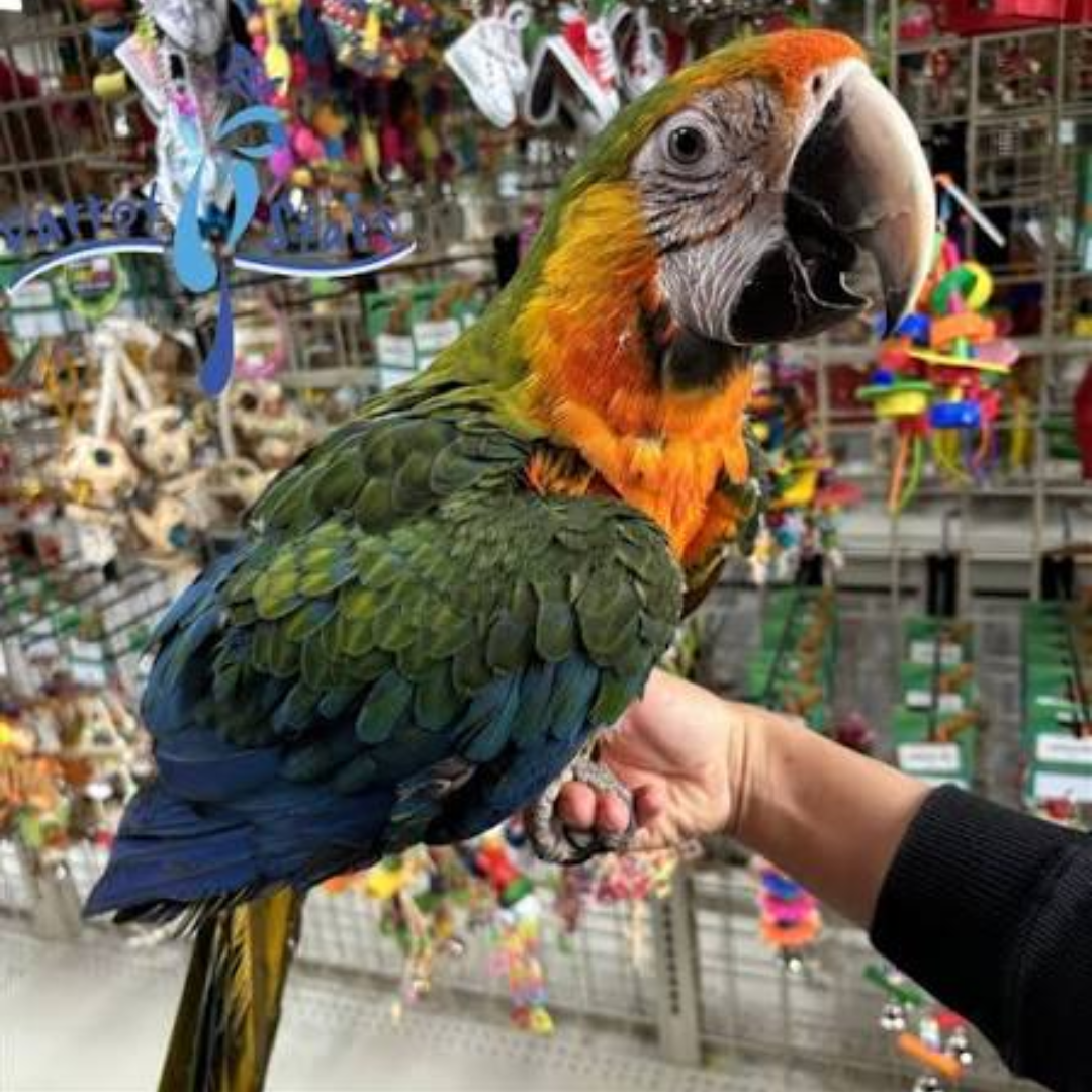 CAMELOT MACAW