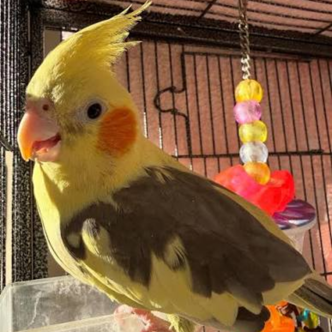 COCKATIEL