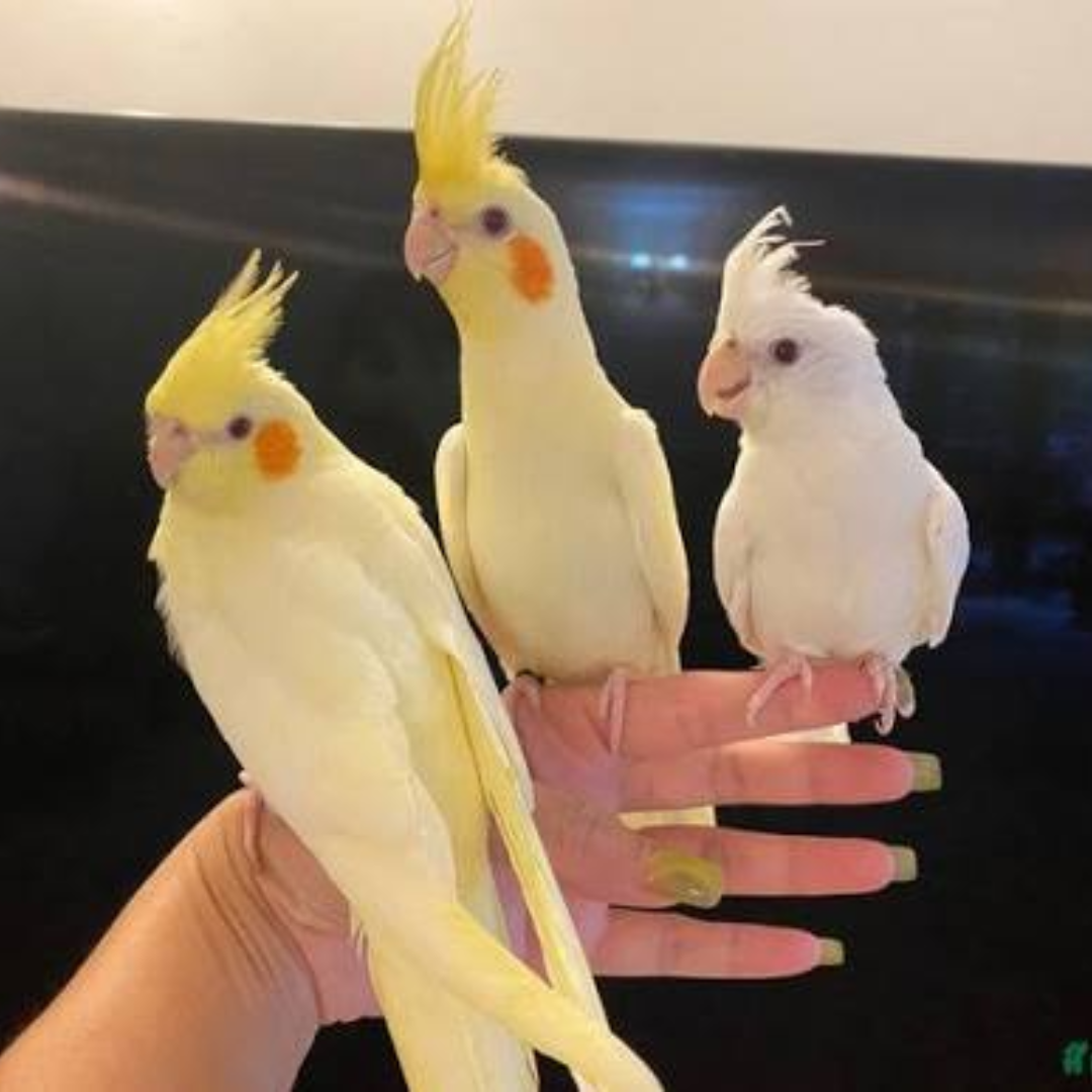 COCKATIEL - Image 2