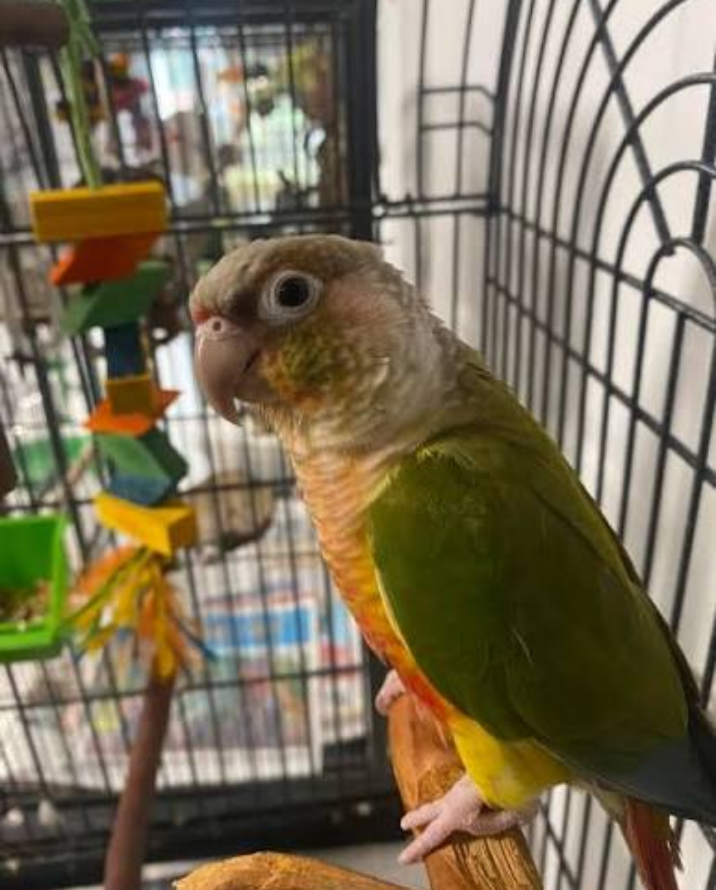 CONURE