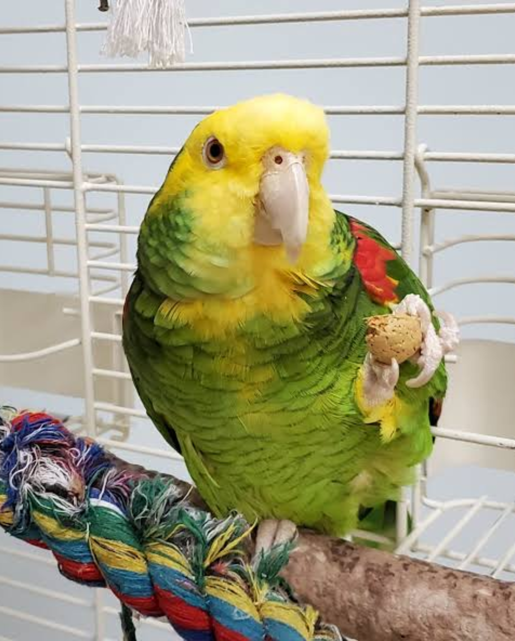 Double Yellow headed Amazon Parrot