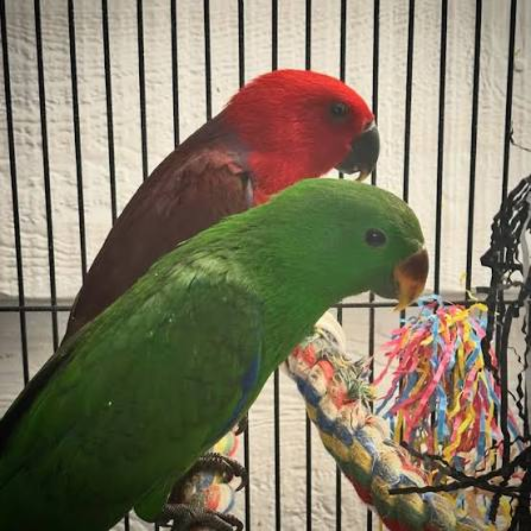 ECLECTUS PARROTS