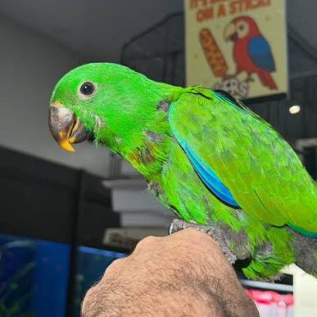 ECLECTUS PARROTS - Image 4