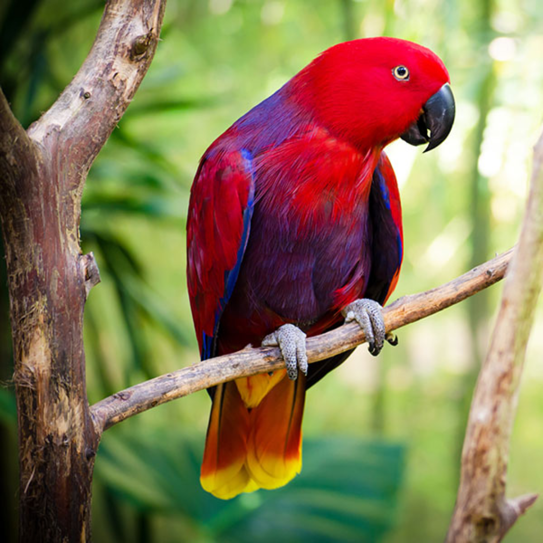 ECLECTUS PARROTS - Image 3