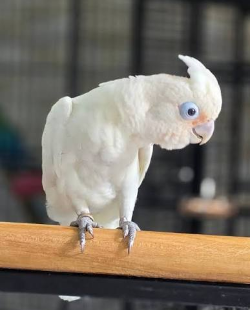 GOFFIN COCKATOO