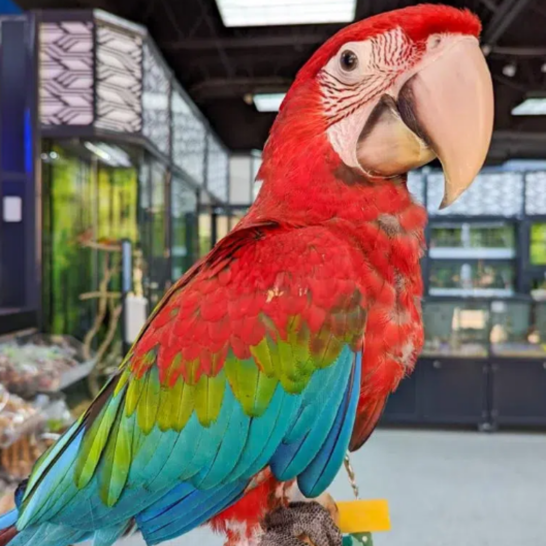 GREEN WINGED MACAW