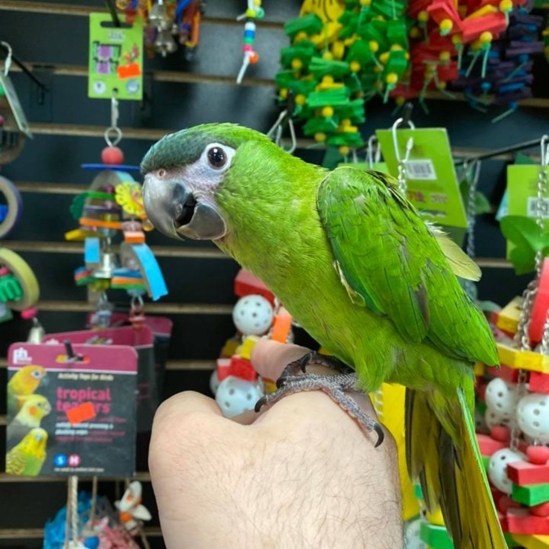 HAHN'S MACAW