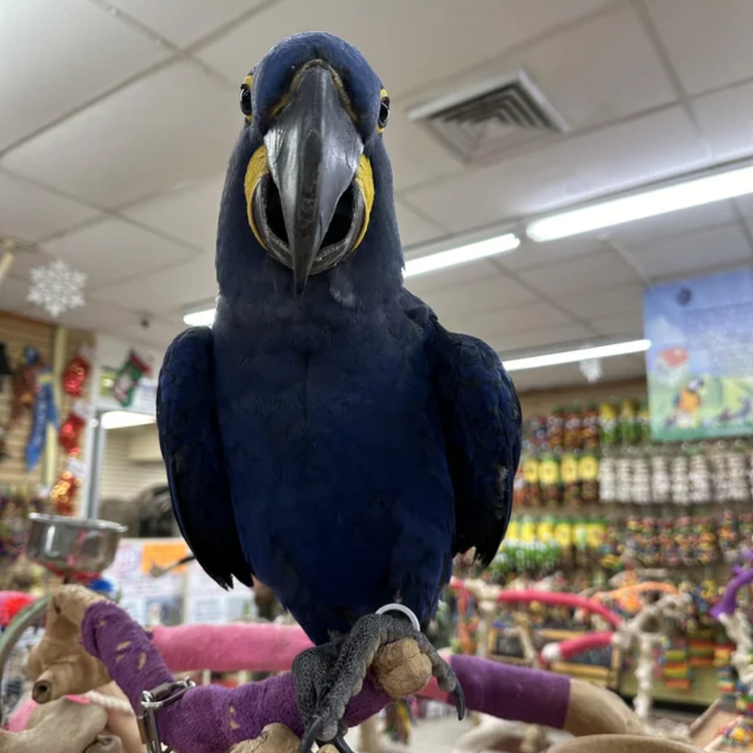 HYACINTH MACAW