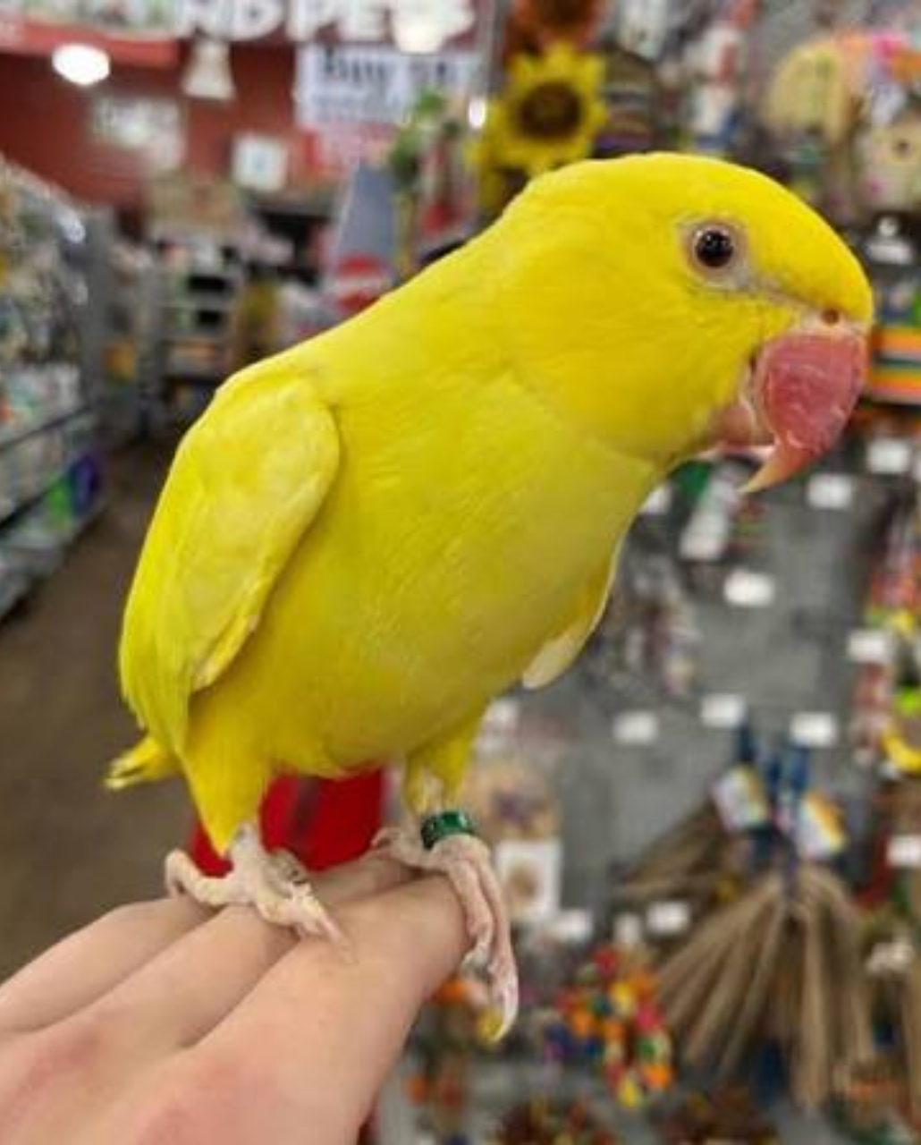 INDIAN RINGNECK PARAKEET