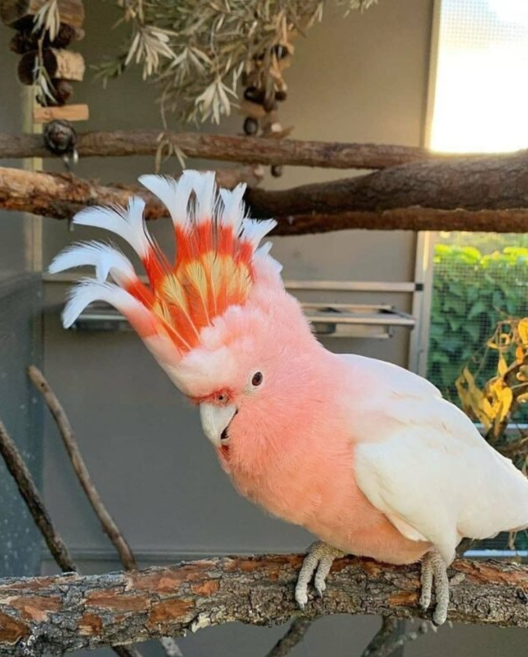 MAJOR MITCHELL'S COCKATOO