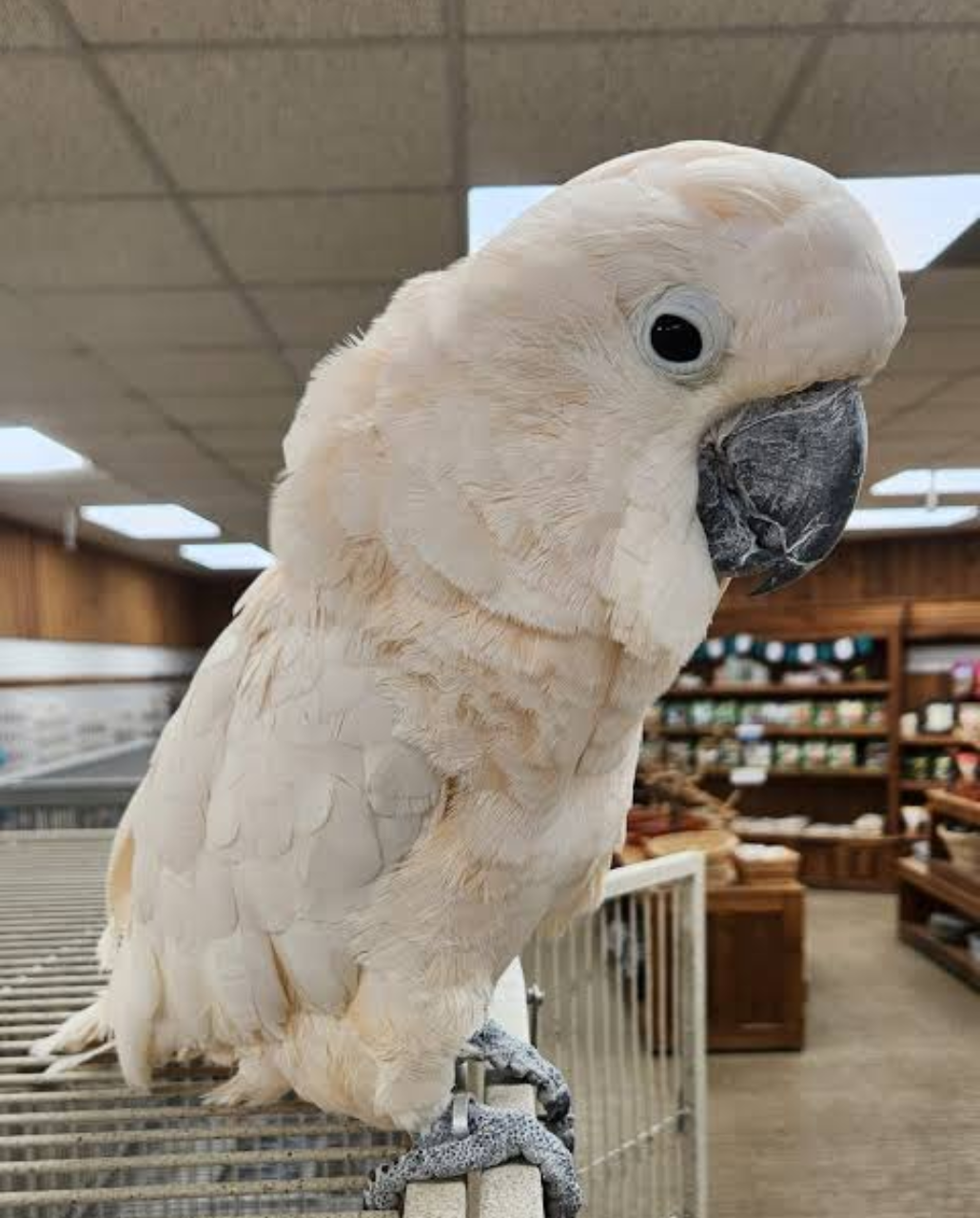 MOLUCCAN COCKATOO
