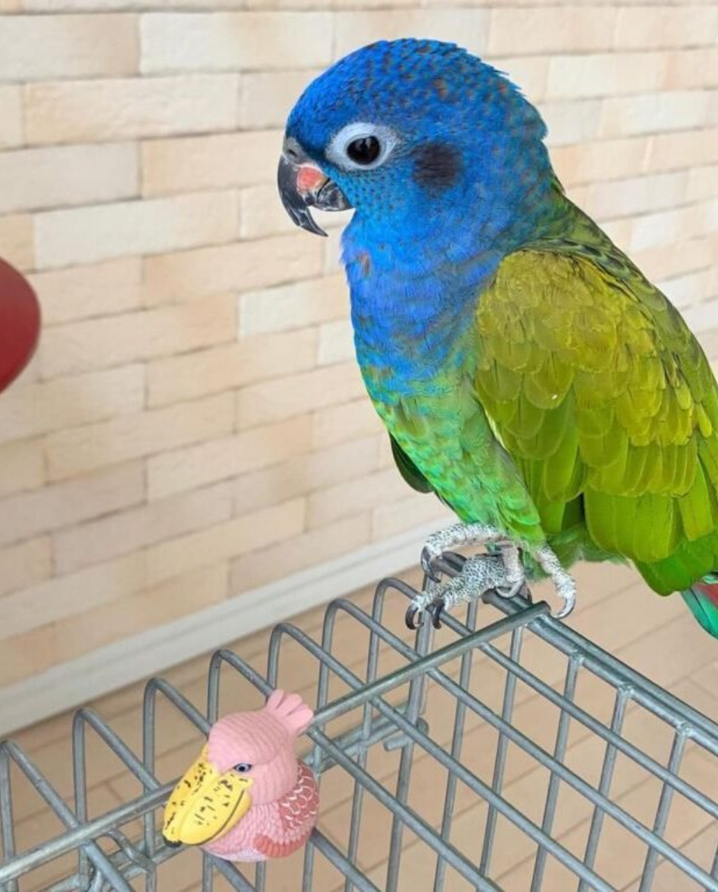 PIONUS PARROTS