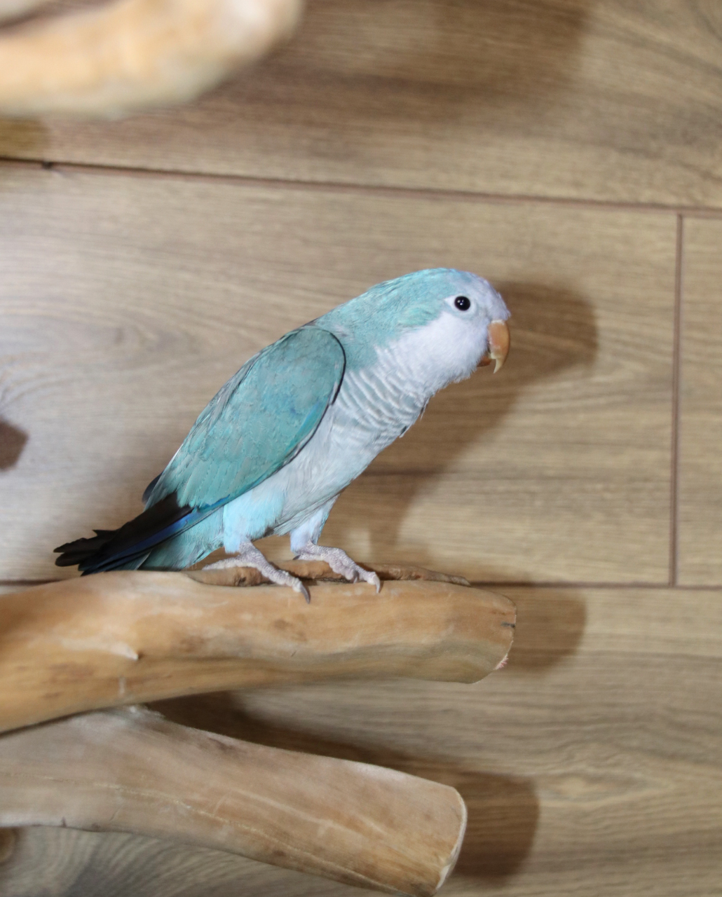 QUAKERS PARAKEET