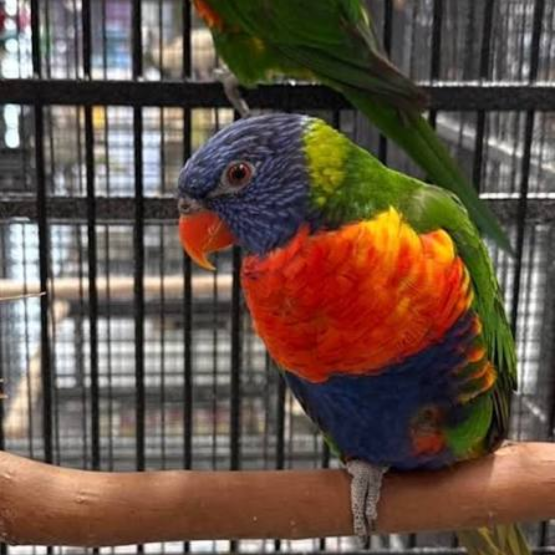 RAINBOW LORIKEETS