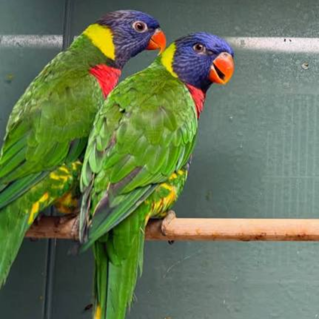 RAINBOW LORIKEETS - Image 3
