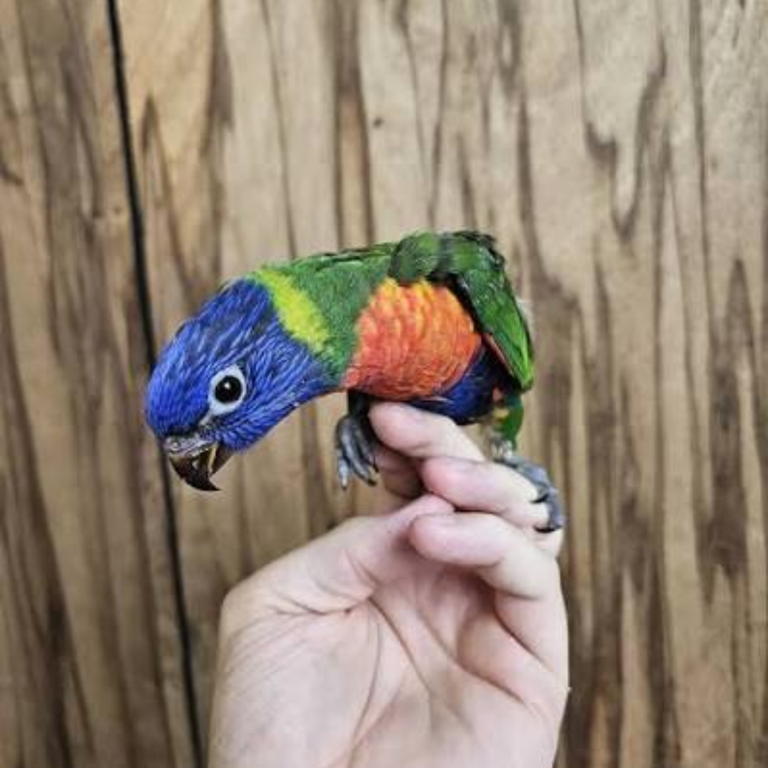 RAINBOW LORIKEETS - Image 2