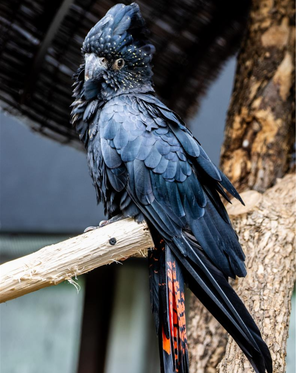 RED-TAILED BLACK COCKATOO