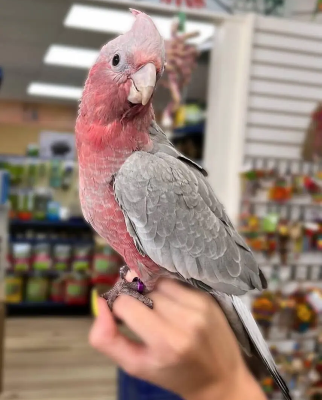 ROSE BREASTED GALAH COCKATOO