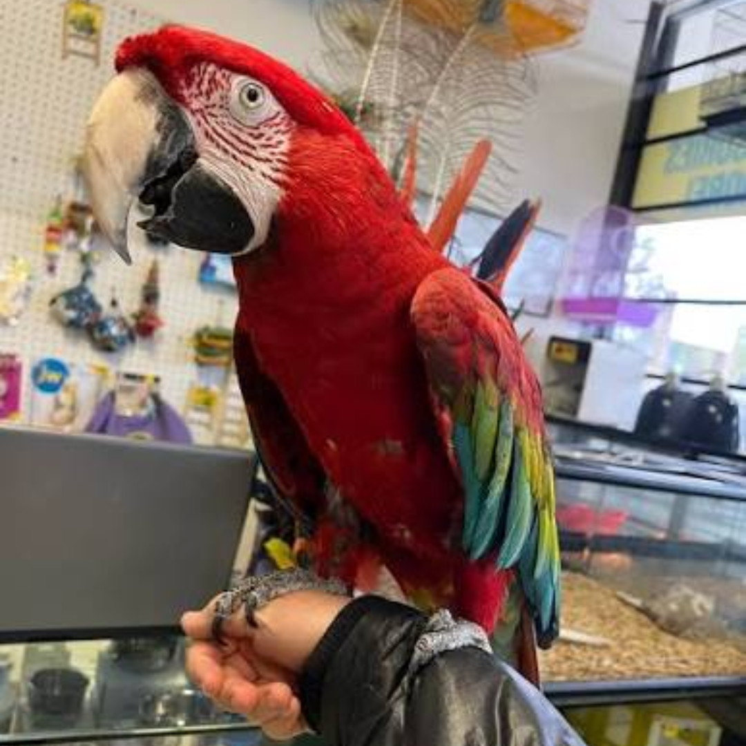 SCARLET MACAW