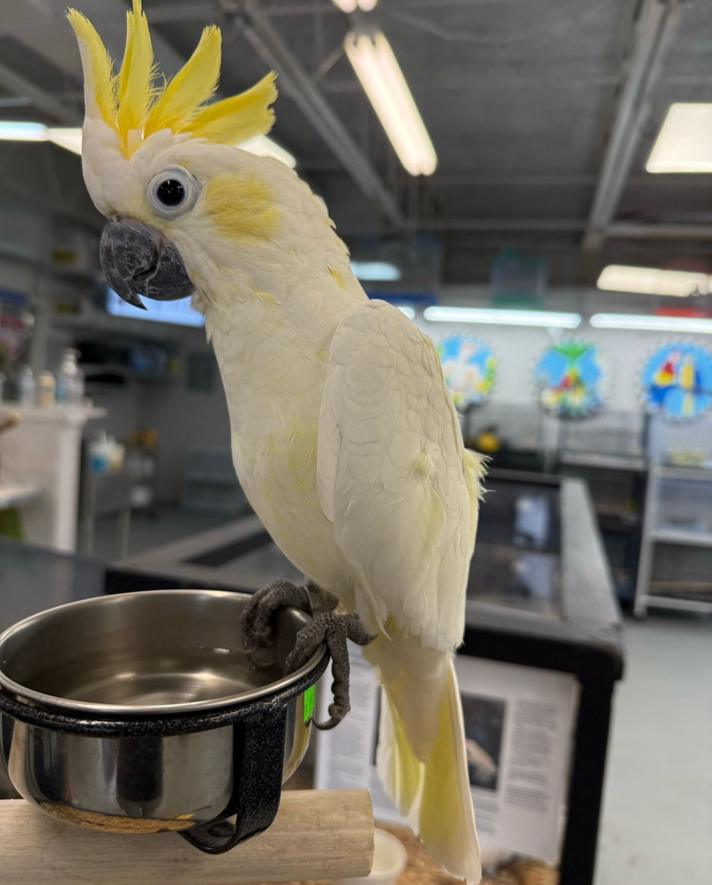 SULPHUR-CRESTED COCKATOO