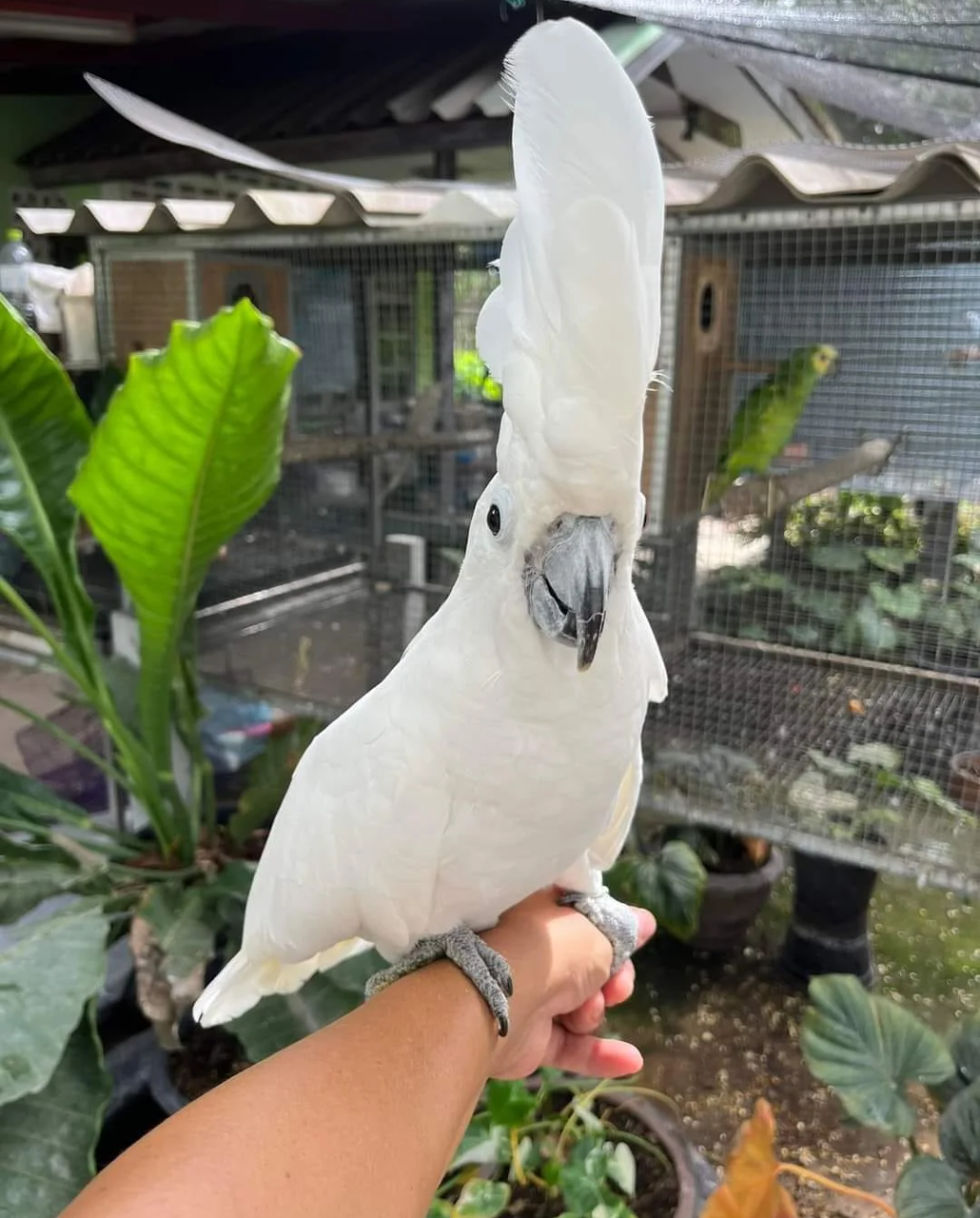 UMBRELLA COCKATOO