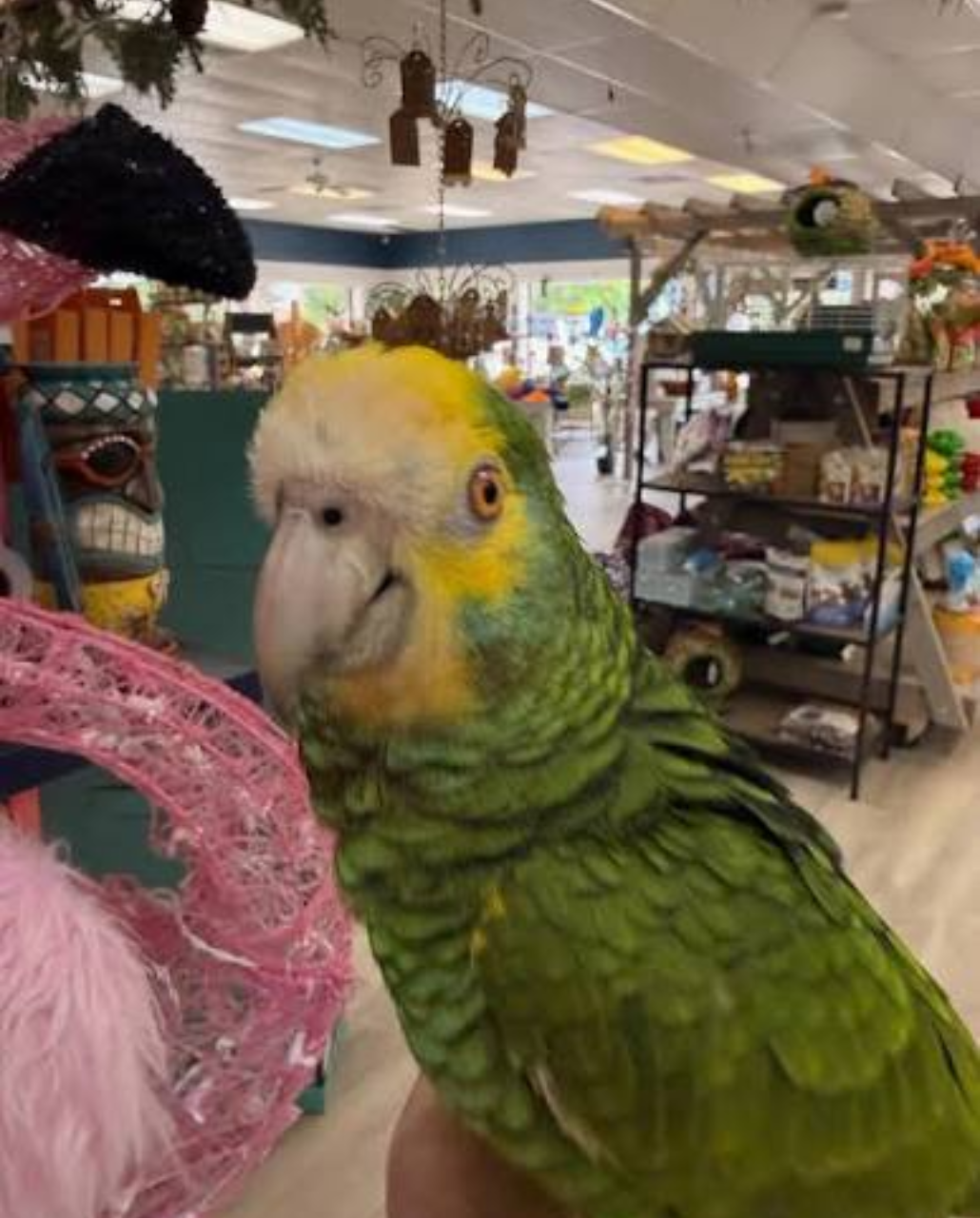 YELLOW NAPED AMAZON PARROT